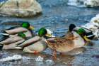 Mallard ducks take refuge on flowing stream away from their frozen wetland in Montana Art Print